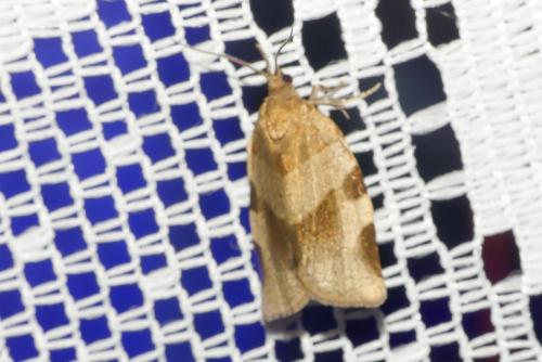 Réf. 257 932 : Choristoneura hebenstreitella
